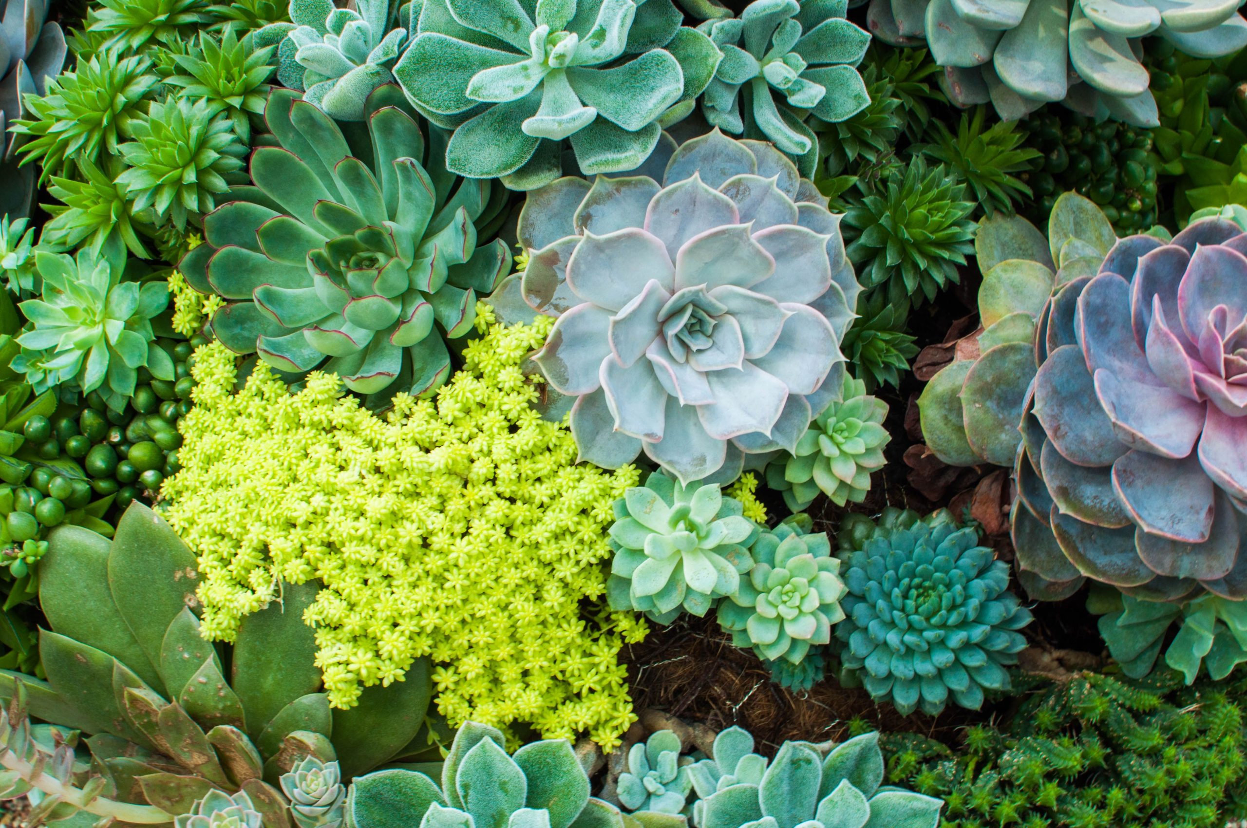 Plants