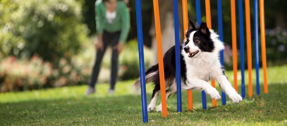 Balance in Dog Training