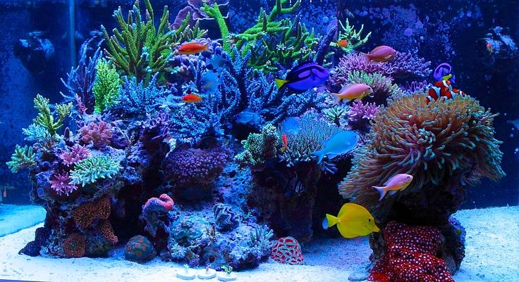 Fish Tank